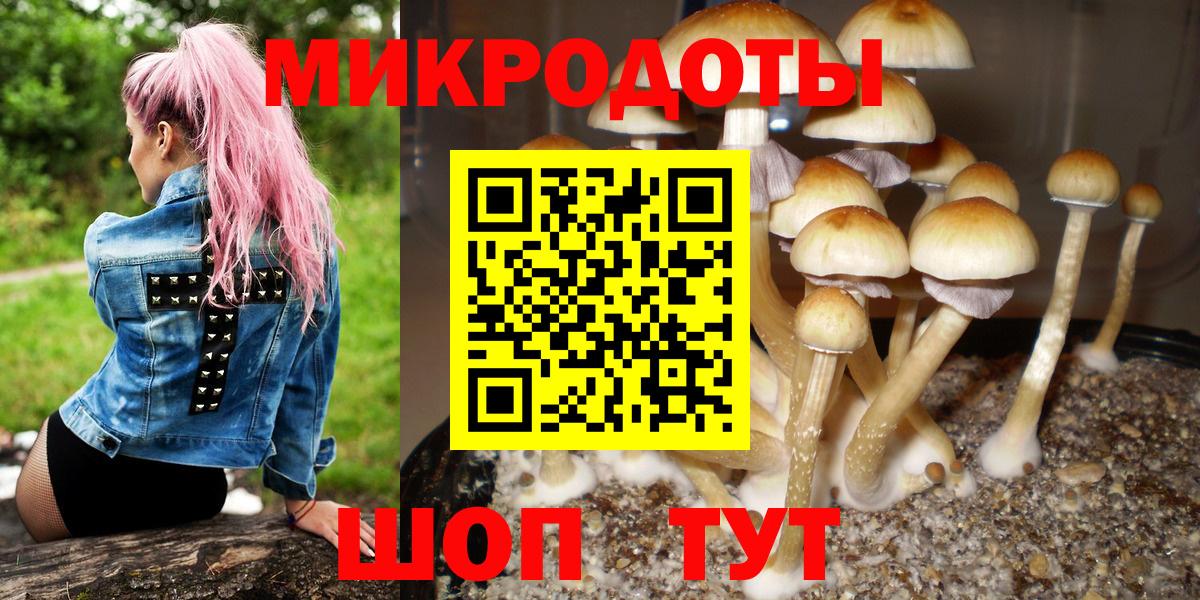 Псилоцибиновые грибы Psilocybe Новосибирск